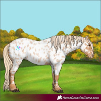 Horse Color:Red Roan Appaloosa 