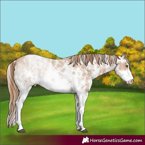 Horse Color:Black Pearl Sabino 