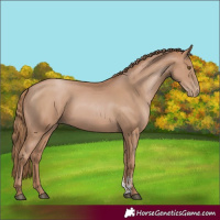 Horse Color:Black Pearl Sabino 