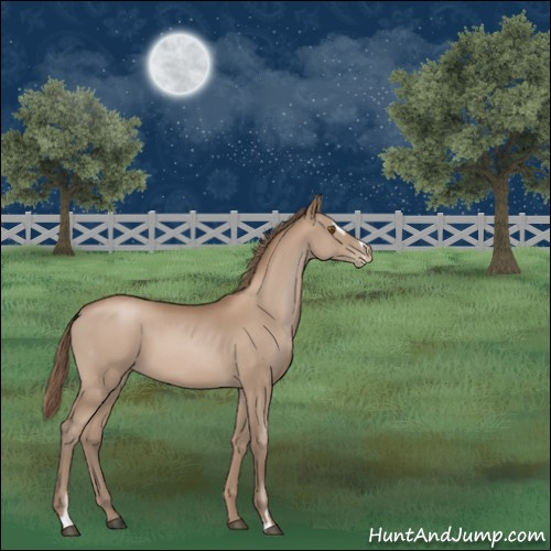 Horse Color:Black Pearl Sabino 
