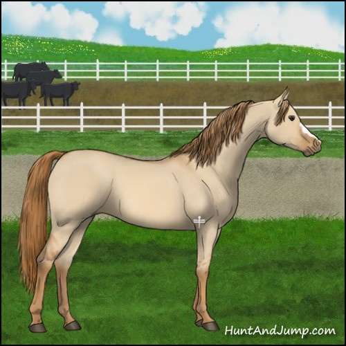 Horse Color:Red Dun 