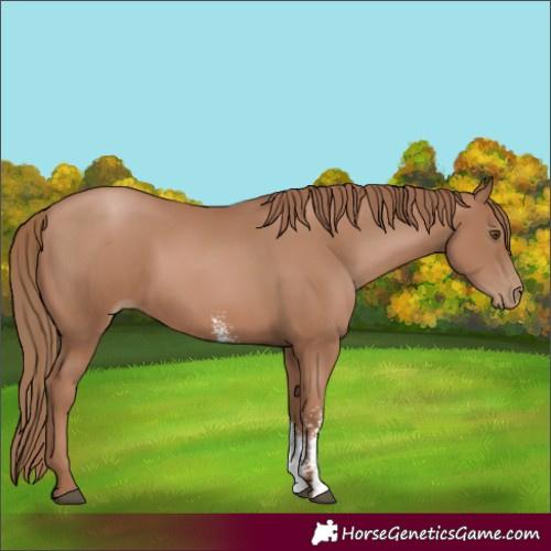Horse Color:Black Pearl Sabino