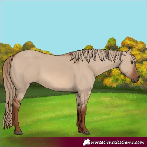 Horse Color:Red Dun