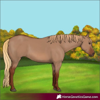 Horse Color:Red Dun