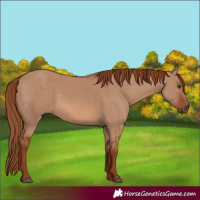 Horse Color:Red Dun 