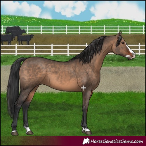 Horse Color:Brown Dun  and Brown Dun Splash 