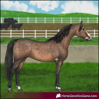Horse Color:Brown Dun  and Brown Dun Splash 