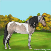 Horse Color:Brown Roan Dun Tobiano Rabicano Brindle 
