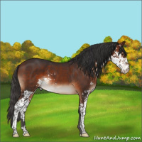 Horse Color:Brown Sabino 