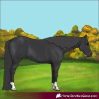 Horse Color:Black 