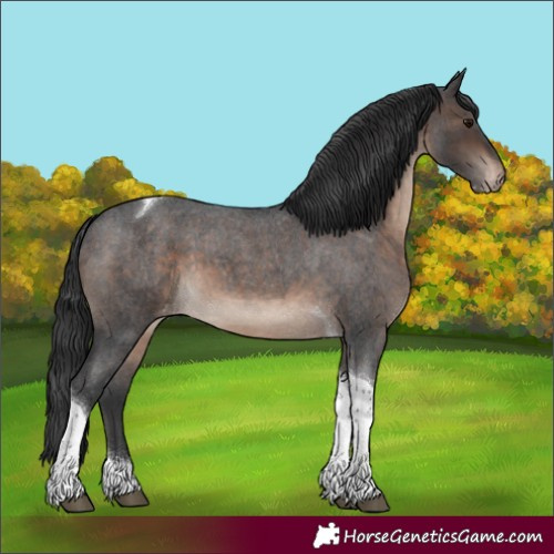 Horse Color:Brown Roan Tobiano Appaloosa