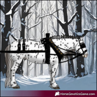 Horse Color:Smoky Black Appaloosa