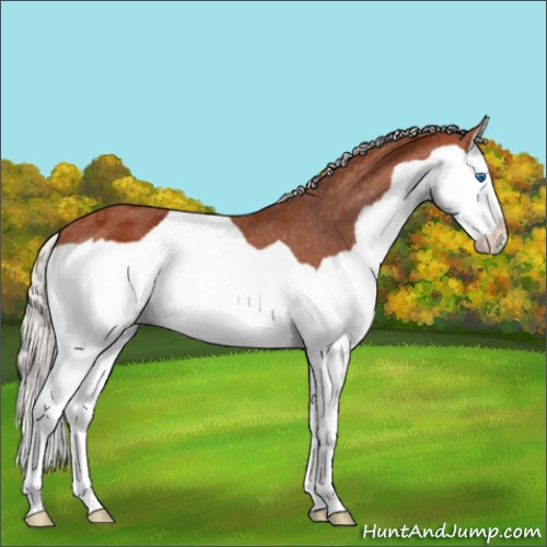 Horse Color:Silver Bay Splash Varnish 