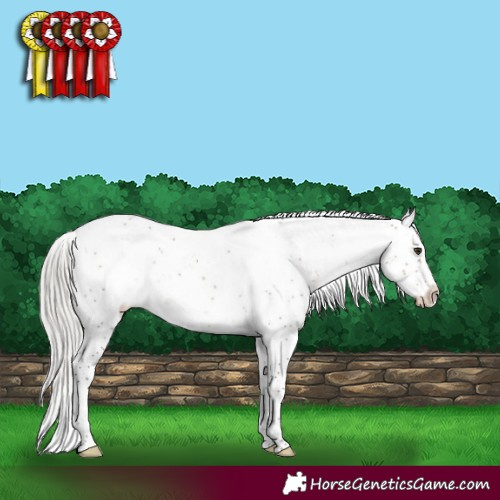 Horse Color:Silver Brown Dun Sabino Appaloosa Rabicano 