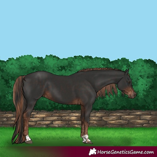 Horse Color:Liver Chestnut  and Liver Chestnut 