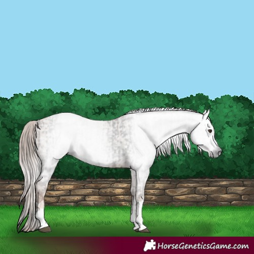 Horse Color:Gray Liver Chestnut  and Gray Gold Champagne 