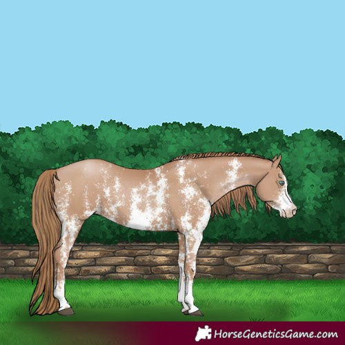 Horse Color:Black Pearl Sabino