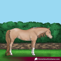 Horse Color:Black Pearl Sabino Tobiano