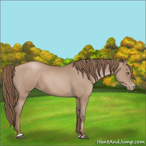 Horse Color:Black Pearl Sabino 