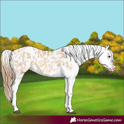 Horse Color:Red Dun Appaloosa  and Red Dun Appaloosa 