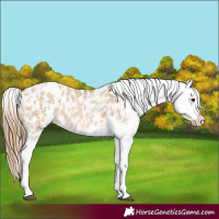 Horse Color:Red Dun Appaloosa and Red Dun Appaloosa
