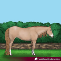 Horse Color:Black Pearl Sabino 