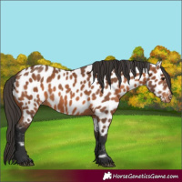 Horse Color:Bay Appaloosa 