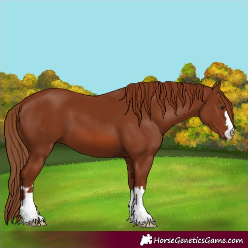 Horse Color:Chestnut 