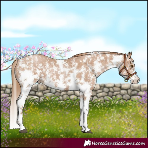 Horse Color:Black Pearl Sabino