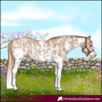 Horse Color:Black Pearl Sabino 