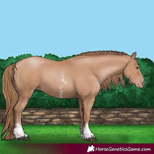 Horse Color:Black Pearl Sabino 