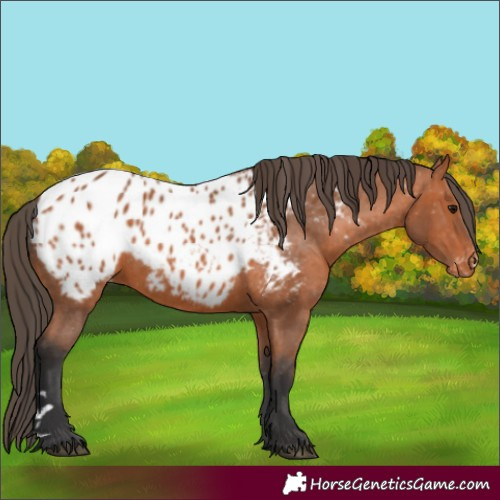 Horse Color:Bay Near Leopard