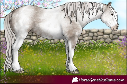 Horse Color:White Spotted Silver Grullo 