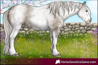 Horse Color:White Spotted Silver Grullo 