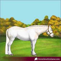 Horse Color:Gold Cream Champagne Roan Splash Frame
