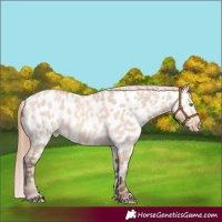 Horse Color:Amber Champagne Roan Dun Near Leopard Rabicano 