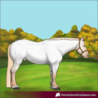 Horse Color:Red Dun Roan Appaloosa Rabicano 