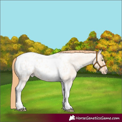Horse Color:Gold Champagne Roan Dun Tobiano Frame Appaloosa Rabicano 
