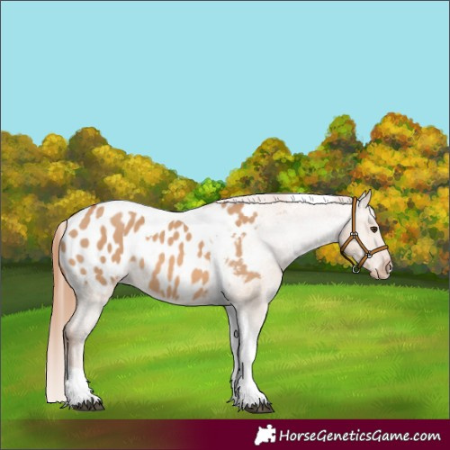 Horse Color:Red Dun Tobiano Appaloosa 