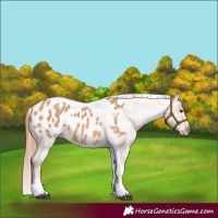 Horse Color:Red Dun Tobiano Appaloosa 