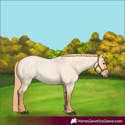 Horse Color:Red Dun Roan 