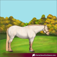 Horse Color:Red Dun Roan
