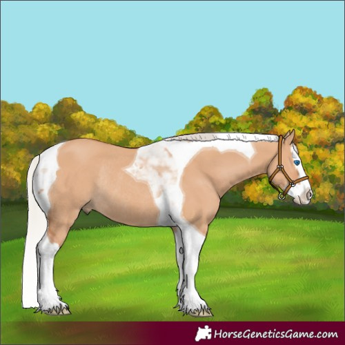 Horse Color:Silver Bay Dun Splash Tobiano Rabicano 