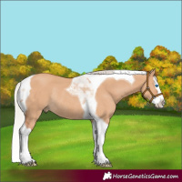 Horse Color:Silver Bay Dun Splash Tobiano Rabicano 