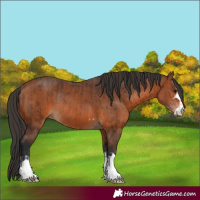 Horse Color:Brown Rabicano  and Bay Rabicano 