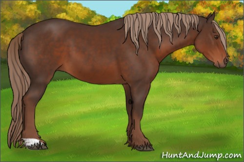Horse Color:Liver Chestnut 