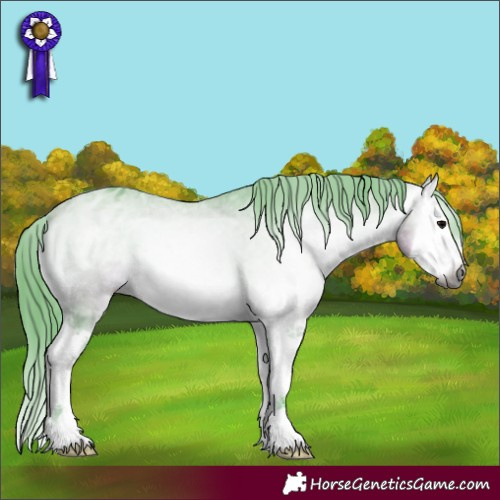 Horse Color:Gray Watercolor White Spotted Buckskin Onyx Splash Appaloosa 