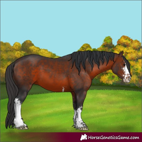 Horse Color:Brown Sabino 