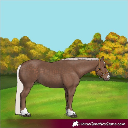 Horse Color:Silver Black 