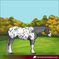 Horse Color:Black Sabino Splash Appaloosa 